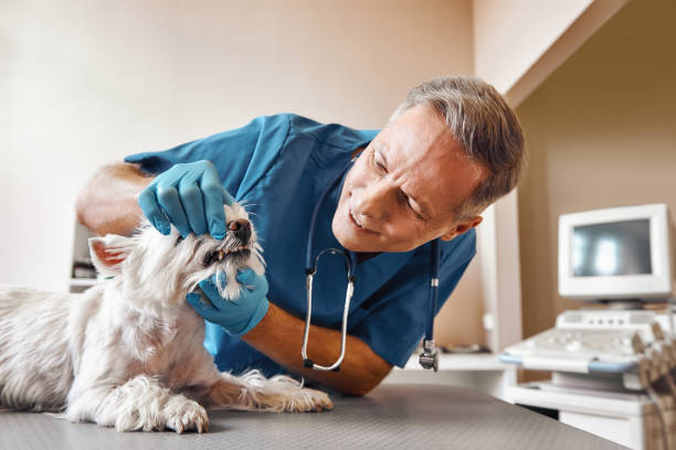 Best Emergency Dental Surgery in Corunna, MI